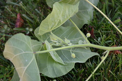 Abutilon theophrasti