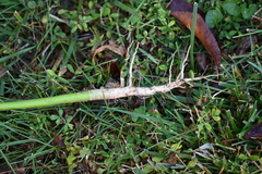Abutilon theophrasti