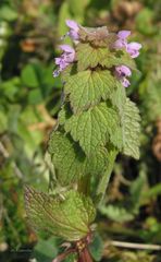 Lamium purpureum