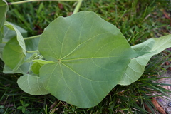 Abutilon theophrasti