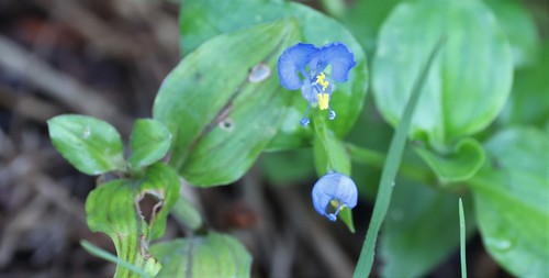 photo of Tropical Spiderwort (Commelina benghalensis)