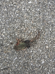 Osteopilus septentrionalis