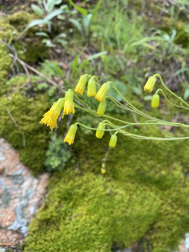 Image of Senecio pudicus by (c) Matt Berger, some rights reserved (CC BY)