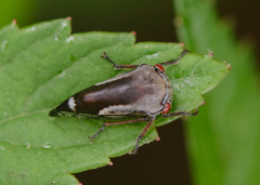 Ophiderma