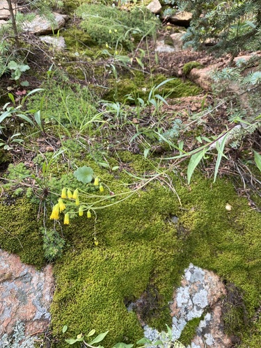 Image of Senecio pudicus by (c) Matt Berger, some rights reserved (CC BY)