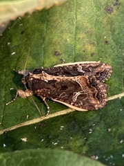 Helotropha reniformis