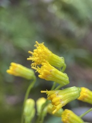 Senecio pudicus