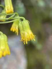 Senecio pudicus