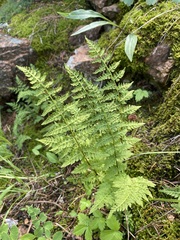Woodsiaceae