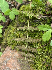 Woodsiaceae