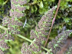 Woodsiaceae
