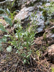Draba streptocarpa