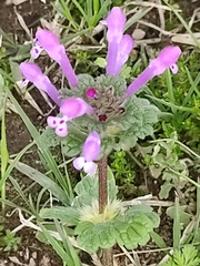 Lamium amplexicaule