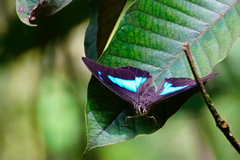 Archaeoprepona demophon