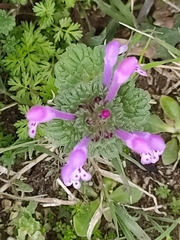 Lamium amplexicaule