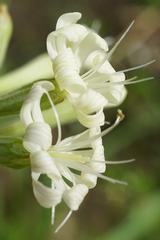 Silene multiflora