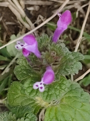 Lamium amplexicaule