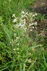 Silene multiflora
