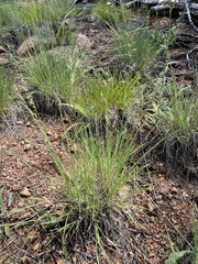 Muhlenbergia montana
