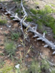 Muhlenbergia montana