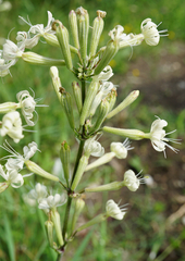 Silene multiflora