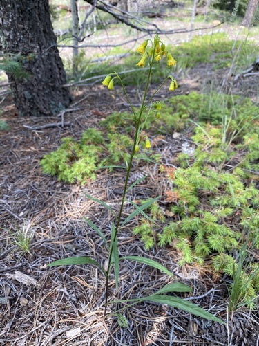 Image of Senecio pudicus by (c) Matt Berger, some rights reserved (CC BY)