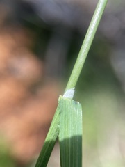 Trisetum