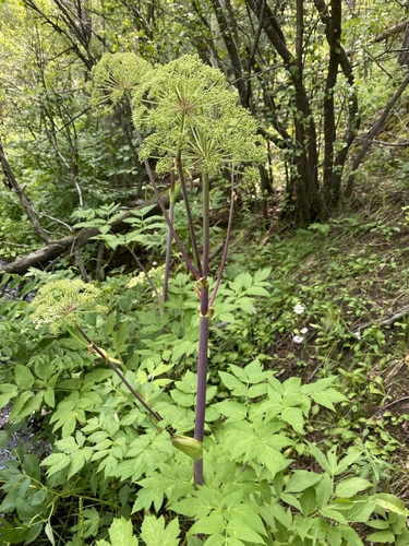Image of Angelica ampla by (c) Matt Berger, some rights reserved (CC BY)