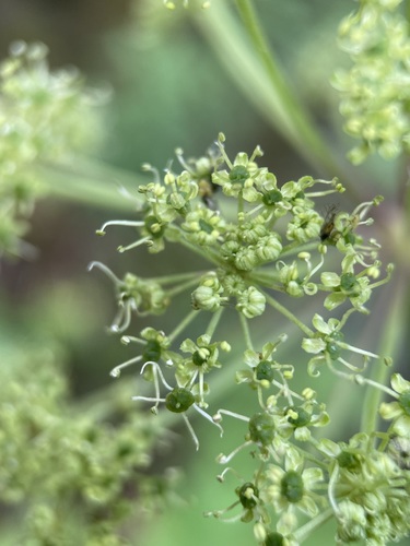 Image of Angelica ampla by (c) Matt Berger, some rights reserved (CC BY)