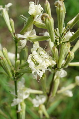 Silene multiflora