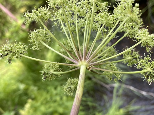Image of Angelica ampla by (c) Matt Berger, some rights reserved (CC BY)