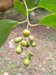 Celastrus paniculatus