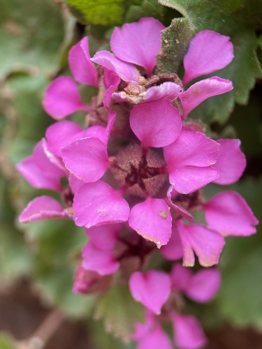 Image of Telesonix jamesii by (c) Matt Berger, some rights reserved (CC BY)