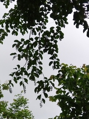 Celastrus paniculatus