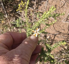 Jamesbrittenia albomarginata