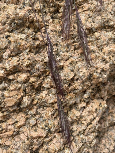 Image of Elymus scribneri by (c) Matt Berger, some rights reserved (CC BY)