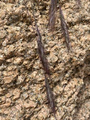 Elymus scribneri