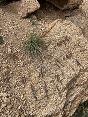 Elymus scribneri