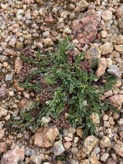 Cymopterus humilis