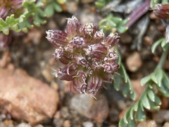 Cymopterus humilis
