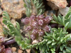 Cymopterus humilis