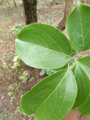 Celastrus paniculatus