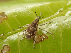 Rhinoncus albicinctus