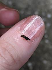 Agrilus