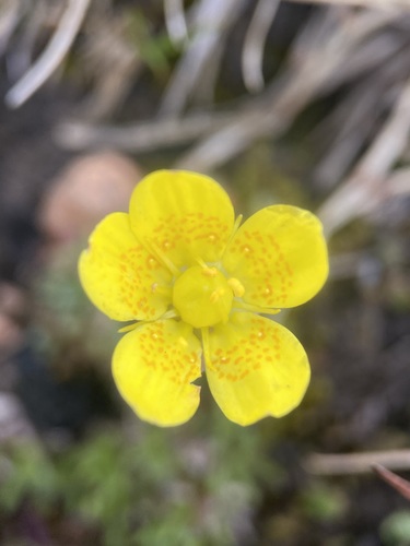 Image of Golden Saxifrage (Saxifraga chrysantha) by (c) Matt Berger, some rights reserved (CC BY)