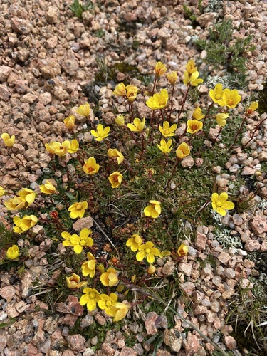 Image of Golden Saxifrage (Saxifraga chrysantha) by (c) Matt Berger, some rights reserved (CC BY)