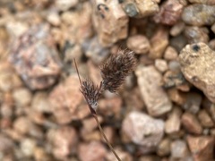 Luzula spicata