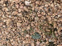 Luzula spicata