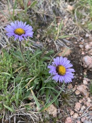 Erigeron simplex