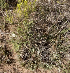 Jamesbrittenia albomarginata